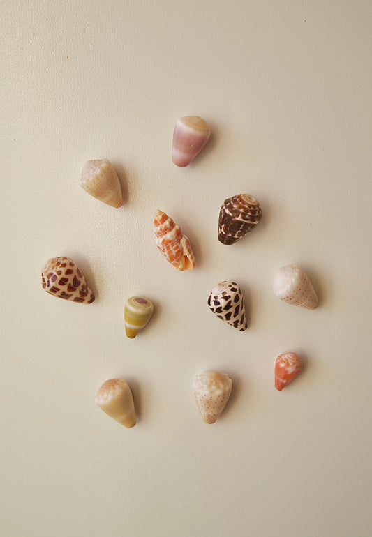 Assorted shell magnets